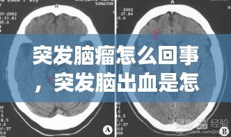 囫囵吞枣