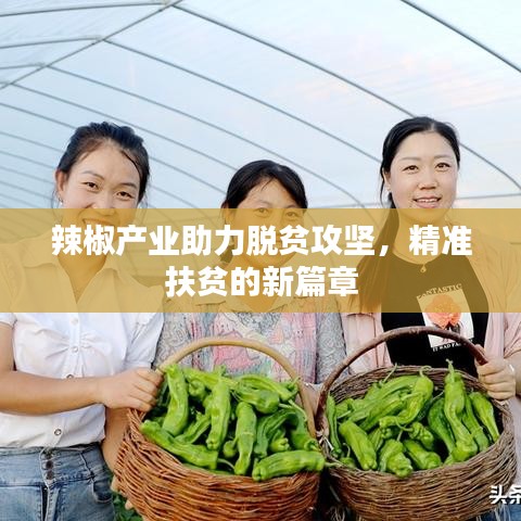 辣椒产业助力脱贫攻坚，精准扶贫的新篇章